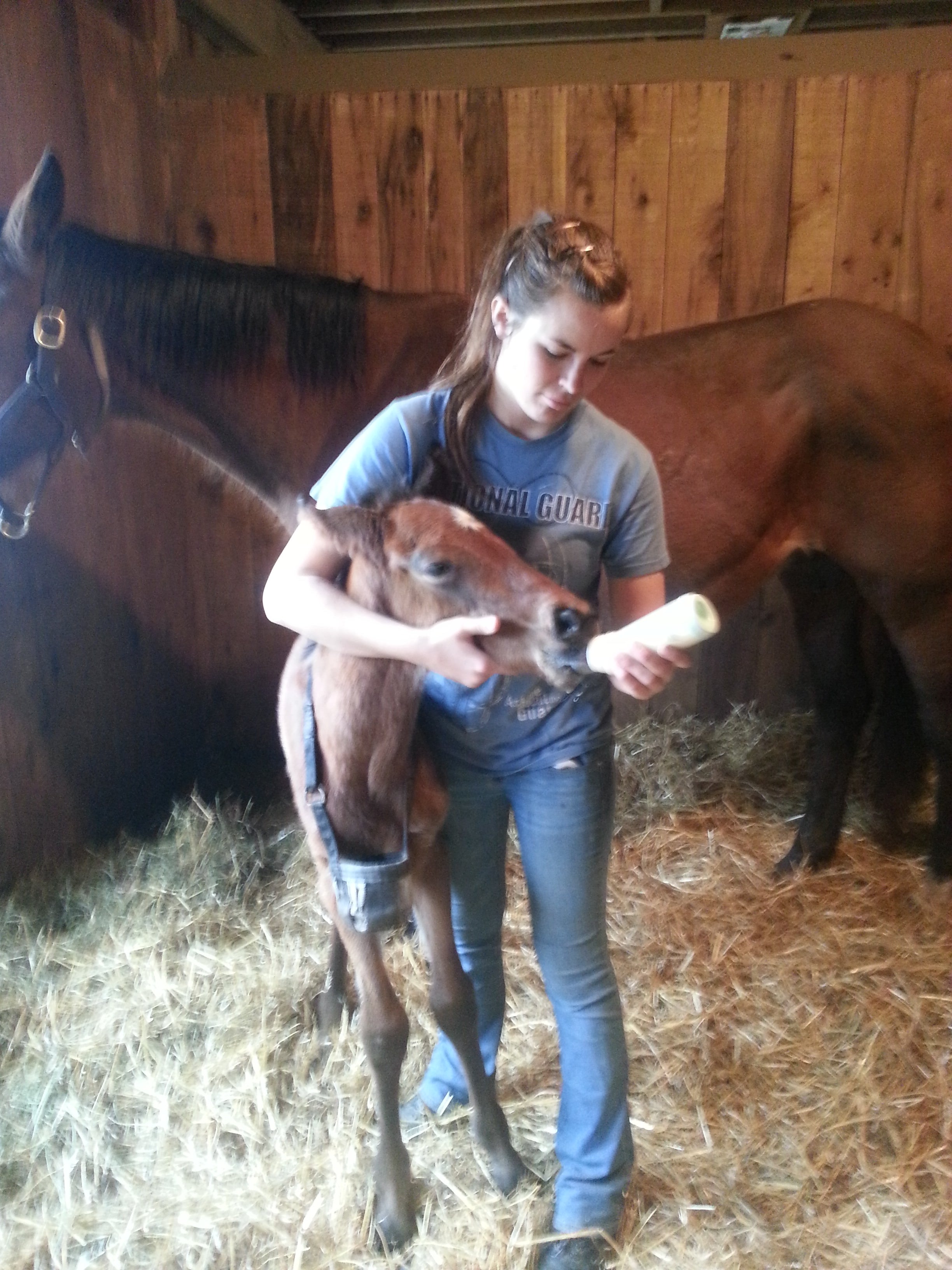 Person holding a foal in a stable with another horse in the background