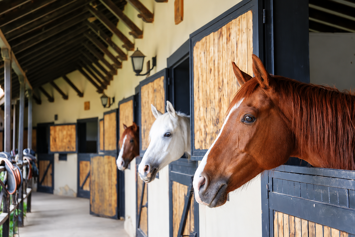 Horse-business owner reviewing her operations on a tablet beside her horse